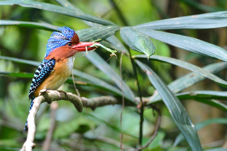 IJsvogeltje in Khao Yai Nationaal Park - Thailand